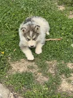 Holiday, a male Alaskan Malamute for sale in Pleasant Hill, IL – 8 of 9