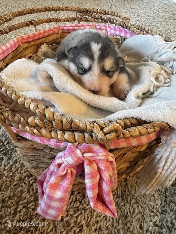 Holiday – Alaskan Malamute puppy for sale in Pleasant Hill, IL