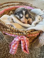 Holiday, a male Alaskan Malamute for sale in Pleasant Hill, IL – Photo 1 of 5