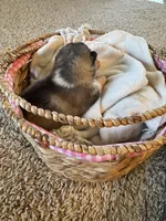 Holiday, a male Alaskan Malamute for sale in Pleasant Hill, IL – Photo 4 of 5