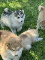 Holiday, a male Alaskan Malamute for sale in Pleasant Hill, IL – 3 of 9
