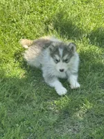 Holiday, a male Alaskan Malamute for sale in Pleasant Hill, IL – 1 of 9