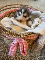 Holiday, a male Alaskan Malamute for sale in Pleasant Hill, IL – Photo 2 of 5