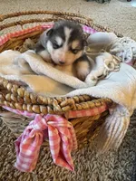 Holiday, a male Alaskan Malamute for sale in Pleasant Hill, IL – Photo 3 of 5