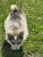 Holiday, a male Alaskan Malamute for sale in Pleasant Hill, IL – 5 of 9