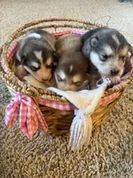Holiday, a male Alaskan Malamute for sale in Pleasant Hill, IL – Photo 5 of 5
