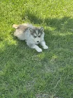Holiday, a male Alaskan Malamute for sale in Pleasant Hill, IL – 7 of 9