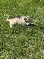 Holiday, a male Alaskan Malamute for sale in Pleasant Hill, IL – 6 of 9
