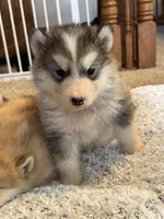 Holiday, a male Alaskan Malamute for sale in Pleasant Hill, IL – 2 of 9