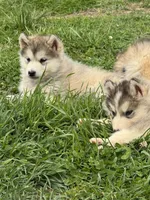 Eve, a female Alaskan Malamute for sale in Pleasant Hill, IL – 3 of 3