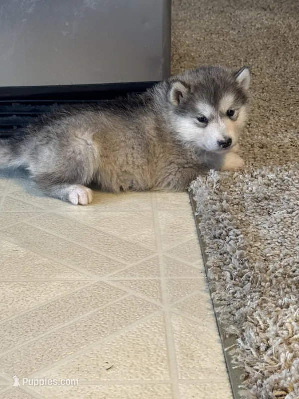 Eve – Alaskan Malamute puppy for sale in Pleasant Hill, IL