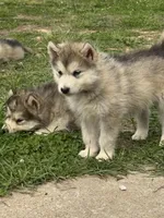 Eve, a female Alaskan Malamute for sale in Pleasant Hill, IL – 2 of 3