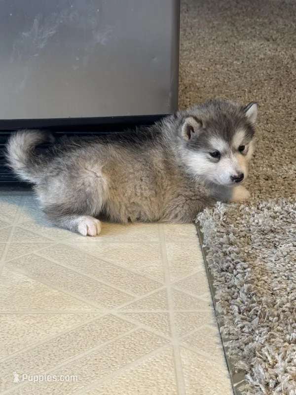 Eve – Alaskan Malamute puppy on hold in Pleasant Hill, IL