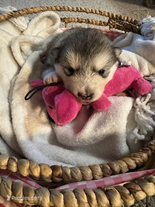 Eve – Alaskan Malamute puppy for sale in Pleasant Hill, IL