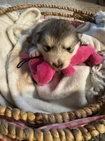 Eve, a female Alaskan Malamute for sale in Pleasant Hill, IL – Photo 1 of 6