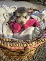 Eve, a female Alaskan Malamute for sale in Pleasant Hill, IL – Photo 3 of 6