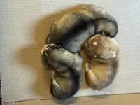 Eve, a female Alaskan Malamute for sale in Pleasant Hill, IL – Photo 6 of 6