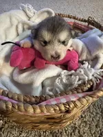 Eve, a female Alaskan Malamute for sale in Pleasant Hill, IL – Photo 2 of 6