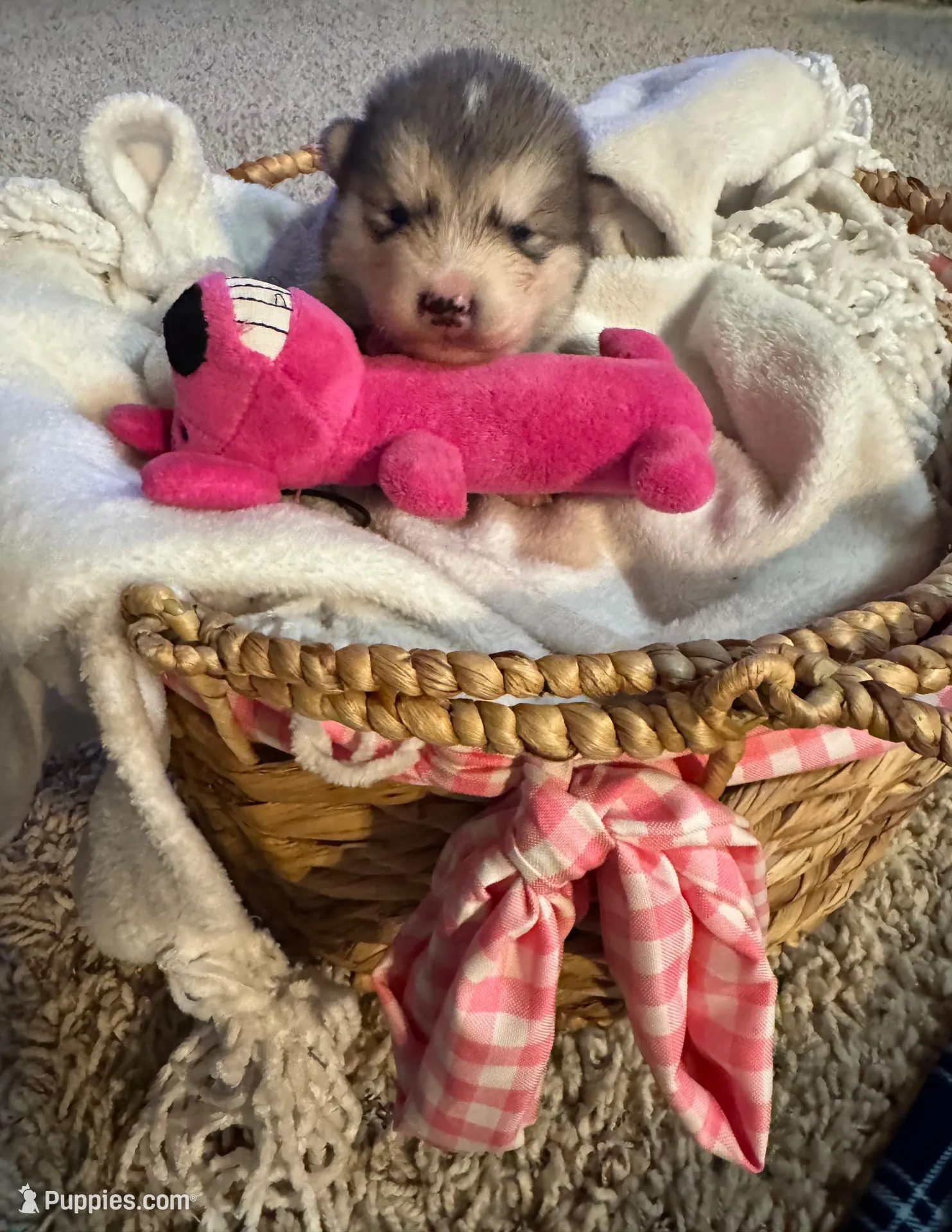 Holy, a female Alaskan Malamute for sale in Pleasant Hill, IL – Photo 3 of 7