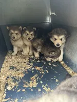Winter, a female Alaskan Malamute for sale in Pleasant Hill, IL – 3 of 3