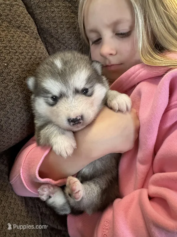 Holy – Alaskan Malamute puppy for sale in Pleasant Hill, IL