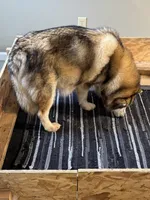 Holy, a female Alaskan Malamute for sale in Pleasant Hill, IL – Photo 6 of 7