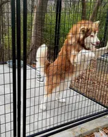 Holy, a female Alaskan Malamute for sale in Pleasant Hill, IL – Photo 4 of 7