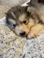 Bean, a male Alaskan Malamute for sale in Pleasant Hill, IL – Photo 5 of 7