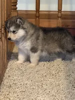 Bean, a male Alaskan Malamute for sale in Pleasant Hill, IL – Photo 7 of 7