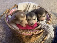 Holy, a female Alaskan Malamute for sale in Pleasant Hill, IL – Photo 5 of 7