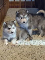 Bean, a male Alaskan Malamute for sale in Pleasant Hill, IL – Photo 2 of 7