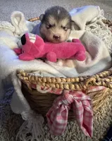 Holy, a female Alaskan Malamute for sale in Pleasant Hill, IL – Photo 2 of 7