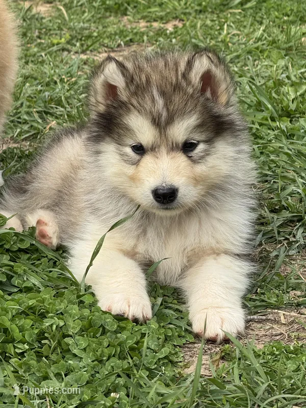 Bean – Alaskan Malamute puppy for sale in Pleasant Hill, IL
