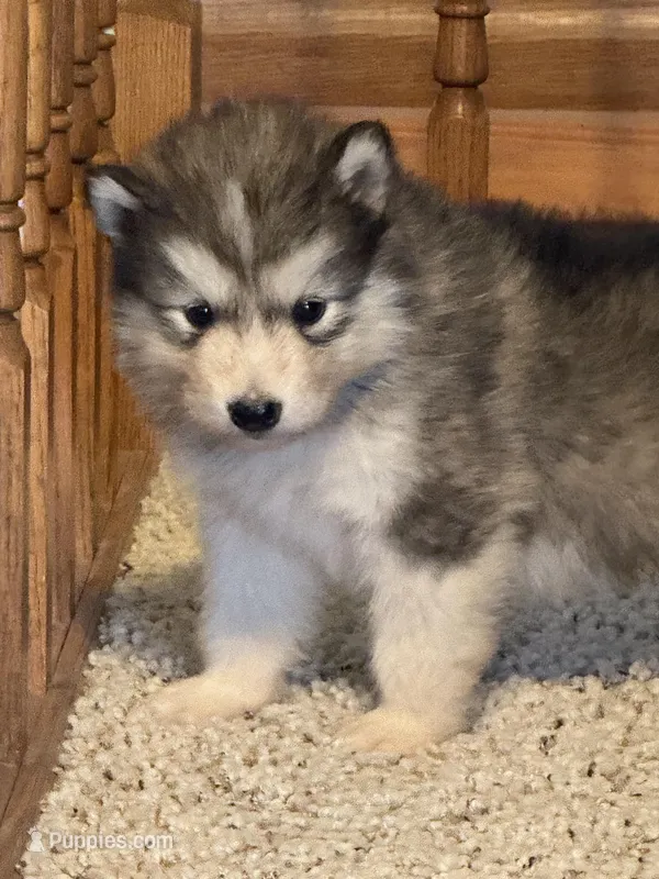 Bean – Alaskan Malamute puppy for sale in Pleasant Hill, IL