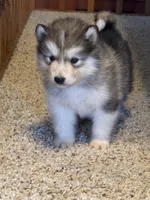 Bean, a male Alaskan Malamute for sale in Pleasant Hill, IL – Photo 4 of 7