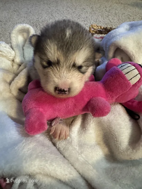 Holy – Alaskan Malamute puppy for sale in Pleasant Hill, IL