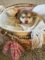 Teddy, a male Alaskan Malamute for sale in Pleasant Hill, IL – Photo 3 of 5