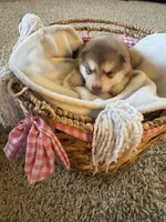 Teddy, a male Alaskan Malamute for sale in Pleasant Hill, IL – Photo 2 of 5