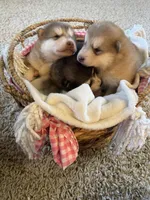 Teddy, a male Alaskan Malamute for sale in Pleasant Hill, IL – Photo 4 of 5