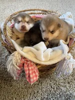 Teddy, a male Alaskan Malamute for sale in Pleasant Hill, IL – Photo 5 of 5