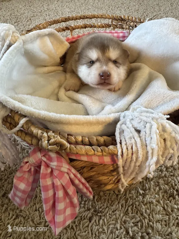 Teddy – Alaskan Malamute puppy for sale in Pleasant Hill, IL