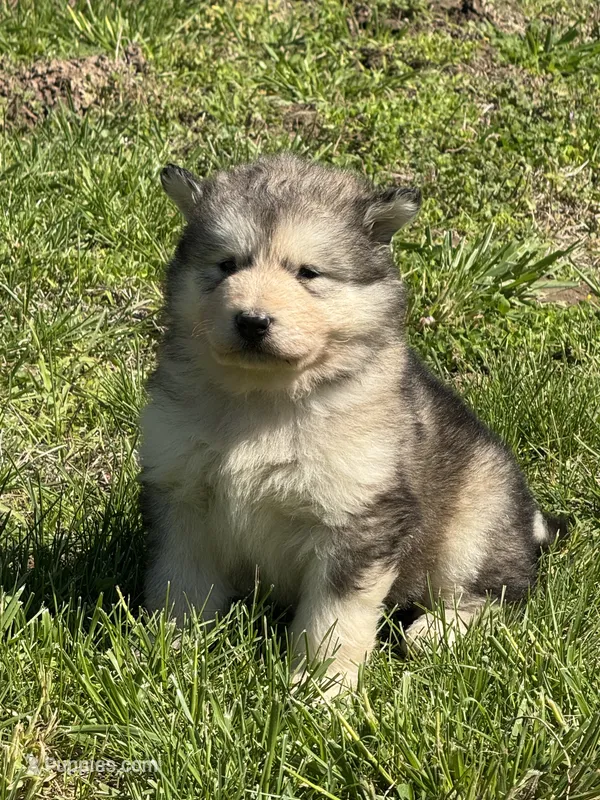 AKC Everest – Alaskan Malamute puppy for sale in Pleasant Hill, IL