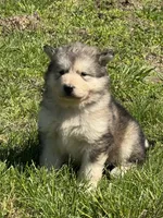 AKC Everest, a female Alaskan Malamute for sale in Pleasant Hill, IL – 1 of 1