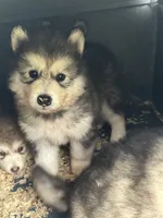 Winter, a female Alaskan Malamute for sale in Pleasant Hill, IL – 2 of 3