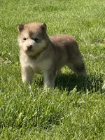 AKC Phoenix, a female Alaskan Malamute for sale in Pleasant Hill, IL – 1 of 2