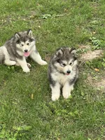 AKC Nova, a female Alaskan Malamute for sale in Pleasant Hill, IL – 3 of 3