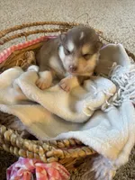 Bear, a male Alaskan Malamute for sale in Pleasant Hill, IL – Photo 4 of 6