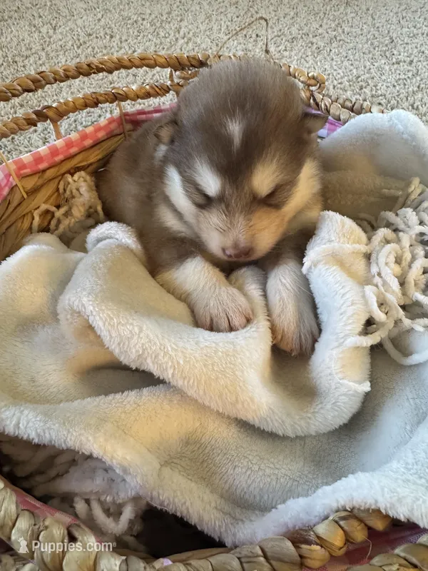 Bear – Alaskan Malamute puppy for sale in Pleasant Hill, IL