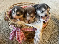 Bear, a male Alaskan Malamute for sale in Pleasant Hill, IL – Photo 5 of 6