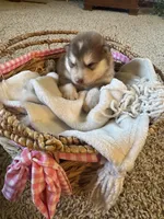 Bear, a male Alaskan Malamute for sale in Pleasant Hill, IL – Photo 2 of 6